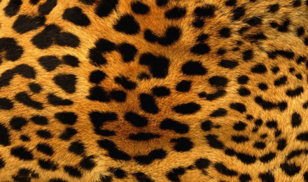 Leopard Print Wallpaper