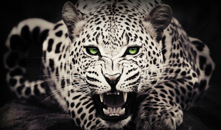 Cool Leopard Wallpaper