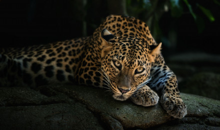 4k Leopard, HD Animals, 4k Wallpaper, Image, Background, Photo and Picture