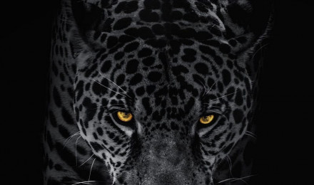 Leopard, big, cats, black, dark, wild, orange eyes, HD phone wallpaper