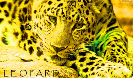 Leopard Wallpaper