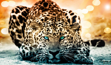 Leopard HD Wallpaper and Background