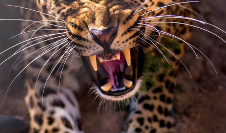 Angry Leopard iPhone 6S Plus Wallpaper​-Quality Free Image and Transparent PNG Clipart