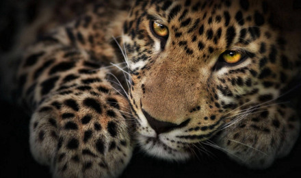 Leopard Wallpaper