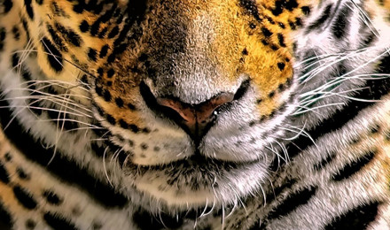 Leopard 4k Glowing Eyes iPhone XS, iPhone iPhone X HD 4k Wallpaper, Image, Background, Photo and Picture