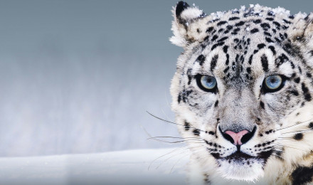 Wallpaper Snow Leopard, China, blue eyes, snow, Animals