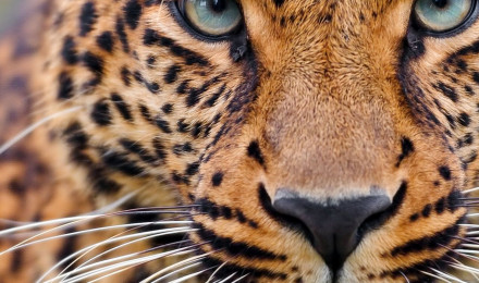 Leopard Wallpaper 4K, Closeup, Zoo, Wild animal, Face