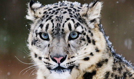 Download Snow Leopard wallpaper for mobile phone, free Snow Leopard HD picture