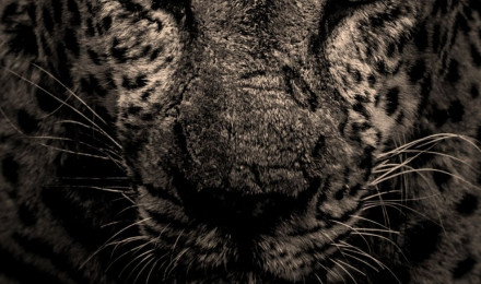 Resolution Leopard 1080x2400 Resolution Wallpaper Den. Leopard wallpaper, iPhone wallpaper hipster, Photography wallpaper