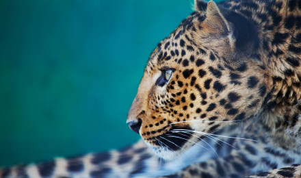 Animal Leopard 4k Ultra HD Wallpaper