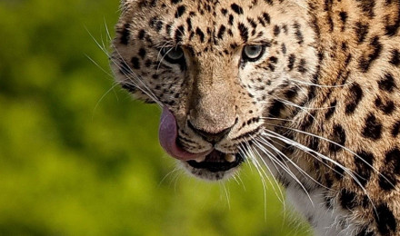 Wallpaper Leopard, 4k, Animals