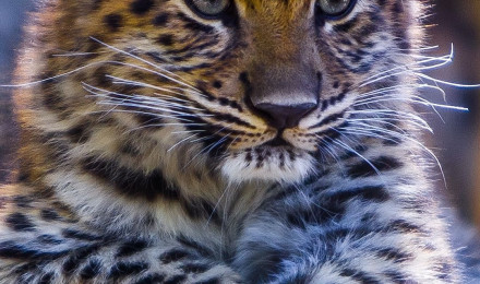 Baby leopard Wallpaper Download