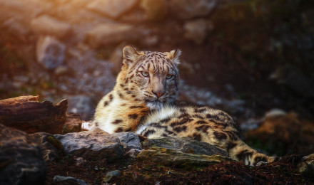 Snow leopard Wallpaper 4K, Wild animal, Big cat, Portrait