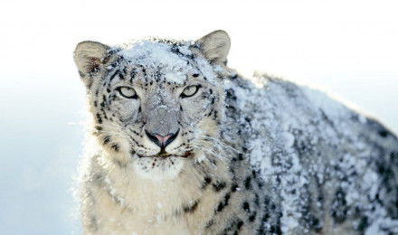 Apple recruits famous Impressionist: Snow Leopard wallpaper gallery