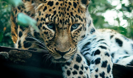 Leopards Picture. Download Free Image