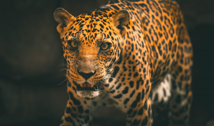 Photo Of Leopard · Free