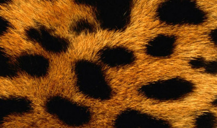 Leopard Print Wallpaper