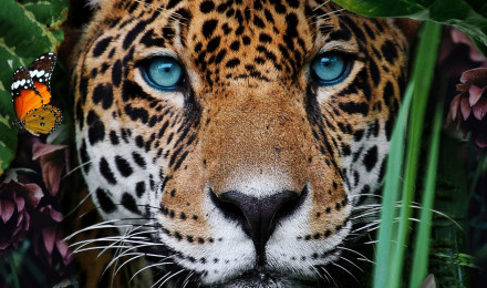 Jungle Leopard