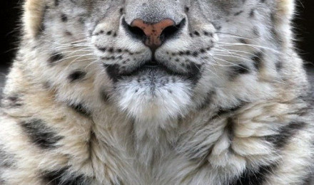 Snow leopard Wallpaper Full HD