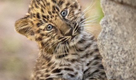 Baby leopard Wallpaper Download