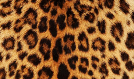 Leopard Ultra HD Desktop Background Wallpaper for 4K UHD TV : Widescreen & UltraWide Desktop & Laptop : Tablet