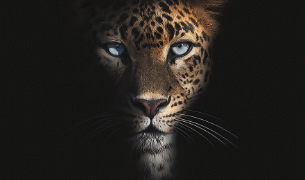 Wallpaper Wildlife, Leopard, Carnivores, Jaguar, Whiskers, Background Free Image