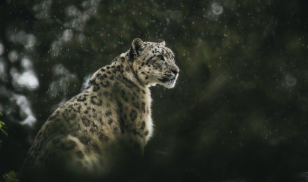 How a Fake Snow Leopard Photo Sparked a Debate on Ethics