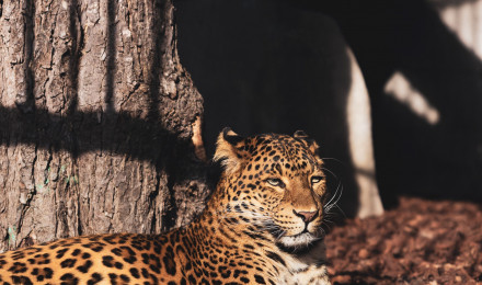 Amur Leopard Photo, Download The BEST Free Amur Leopard & HD Image