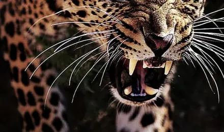 Angry leopard wallpaper