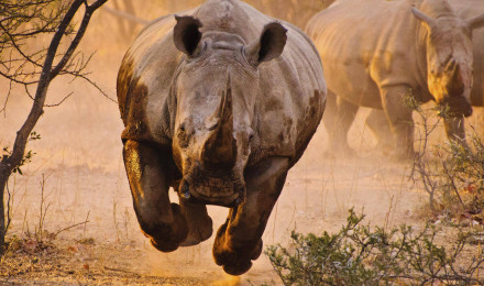 Rhino HD Wallpaper and Background