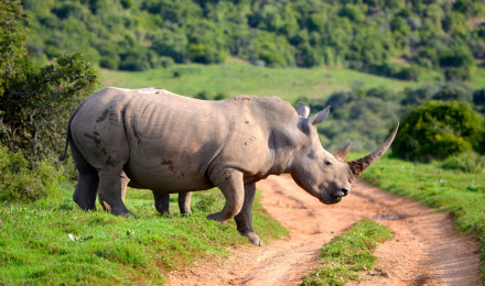 Animal Rhino 4k Ultra HD Wallpaper