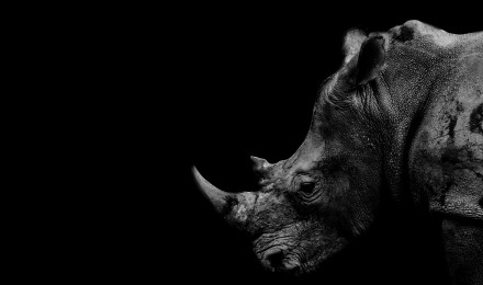 Black Rhinoceros Photo, Download The BEST Free Black Rhinoceros & HD Image