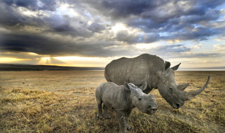 Facts About Rhinos. World Rhino Day 2019