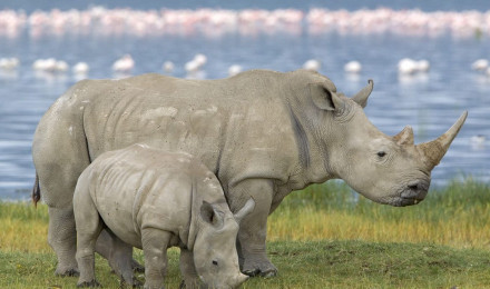 Download wallpaper 1400x1050 family, baby, rhinoceros, field standard 4:3 HD background