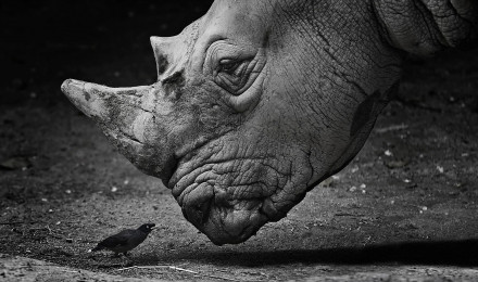 Rhino HD Wallpaper and Background