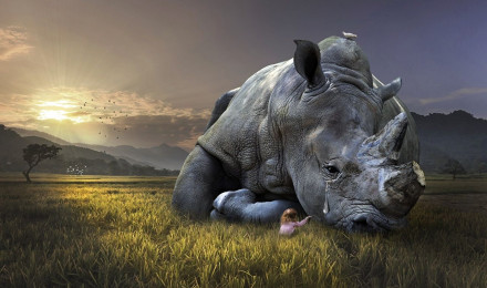 Wallpaper Rhino sad Grass animal