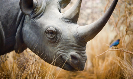 Rhinoceros Rhino Los Angeles 4K HD Wallpaper