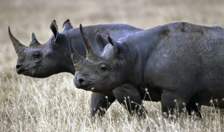 Black Rhinoceros Wallpaper