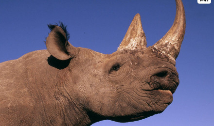 WWF Rhinoceros (Diceros Bicornis) Download Wallpaper Img Original Blackrhino_wallpaper_ © Martin Harvey WWF Canon