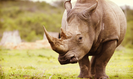 Mobile wallpaper: Animal, Rhinoceros, Depth Of Field, Rhino, 427677 download the picture for free