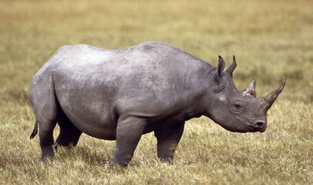 Download wallpaper 1920x1080 rhinoceros, field, grass, horn full hd, hdtv, fhd, 1080p HD background