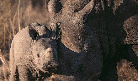 Rhino Picture [HD]. Download Free Image