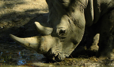 White rhinoceros wallpaper 1920x1080 Desktop Wallpaper