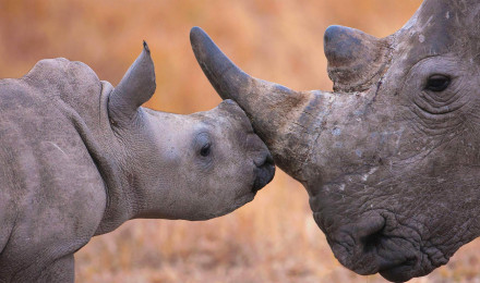 What s cuter than nuzzling rhinos? wallpaper