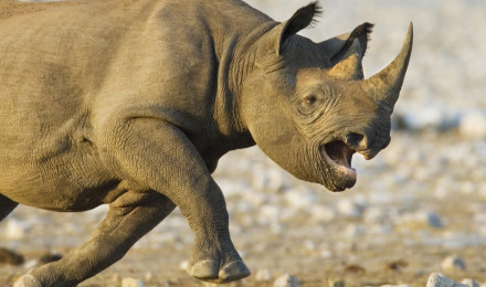 Animal Rhino HD Wallpaper