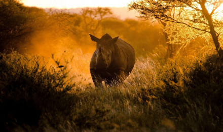 Gray Rhinoceros near trees and grasses HD wallpaper