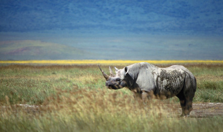 Download Rhinoceros wallpaper for mobile phone, free Rhinoceros HD picture