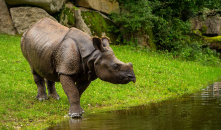 Rhinoceros Horned Rhino Grass Field Water Forest Blur Background HD Animals Wallpaper