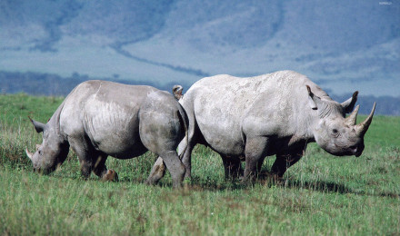 Download Two Walking Rhinoceros Wallpaper