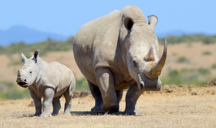 Download wallpaper rhinoceroses, Africa, wildlife, dangerous animals, small rhinoceros, desert for desktop with resolution 2880x1800. High Quality HD picture wallpaper